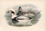 Harelda glacialis. Long-tailed Duck.