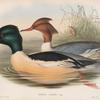 Mergus castor. Goosander.