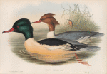 Mergus castor. Goosander.