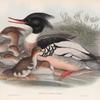 Mergus serrator. Merganser.