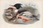 Mergus serrator. Merganser.