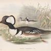Mergus cucullatus. Hooded Merganser.