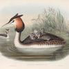 Podiceps cristatus. Great Crested Grebe.