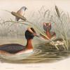 Podiceps auritus. Horned Grebe.