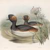 Podiceps nigricollis. Eared Grebe.
