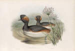 Podiceps nigricollis. Eared Grebe.