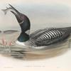 Colymbus glacialis. Great Northern Diver.