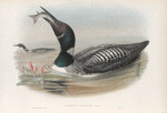 Colymbus glacialis. Great Northern Diver.