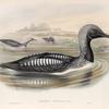 Colymbus arcticus. Black-throated Diver.
