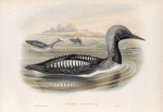 Colymbus arcticus. Black-throated Diver.