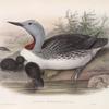 Colymbus septentrionalis. Red-throated Diver.