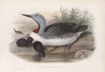 Colymbus septentrionalis. Red-throated Diver.