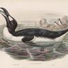 Alca impennis. Great Auk.