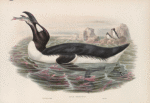 Alca impennis. Great Auk.