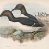 Uria troile. Common Guillemot.