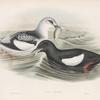Uria grylle. Black Guillemot.