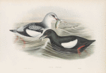 Uria grylle. Black Guillemot.