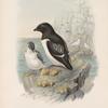 Mergulus alle. Little Auk.