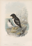 Mergulus alle. Little Auk.