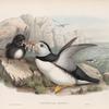 Fratecula arctica. Puffin.