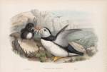Fratecula arctica. Puffin.