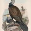 Phalacrocorax carbo. Cormorant.