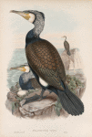 Phalacrocorax carbo. Cormorant.