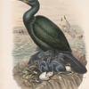 Phalacrocorax graculus. Crested Cormorant, or Shag.