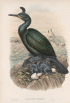 Phalacrocorax graculus. Crested Cormorant, or Shag.
