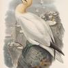 Sula bassana. Gannet, or Solan Goose.