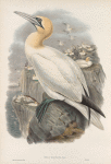 Sula bassana. Gannet, or Solan Goose.