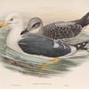 Larus fuscus. Lesser Black-backed Gull.