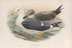 Larus fuscus. Lesser Black-backed Gull.