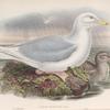 Larus glaucus. Glaucous Gull.