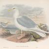 Larus islandicus. Iceland Gull.