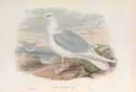Larus islandicus. Iceland Gull.
