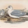 Larus canus. Common Gull.
