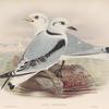 Rissa tridactyla. Kittiwake.
