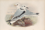 Rissa tridactyla. Kittiwake.