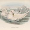 Pagophila eburnea. Ivory Gull.