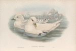 Pagophila eburnea. Ivory Gull.