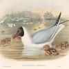 Chroicocephalus ridibundus. Black-headed Gull.