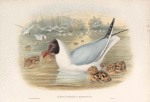 Chroicocephalus ridibundus. Black-headed Gull.