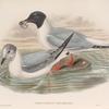 Chroicocephalus philadelphia. Bonaparte's Gull.