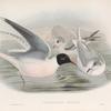 Hydrocoloeus minutus. Little Gull.
