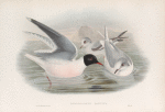 Hydrocoloeus minutus. Little Gull.