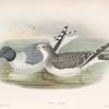Xema Sabini. Sabine's Gull.