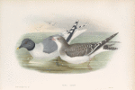 Xema Sabini. Sabine's Gull.