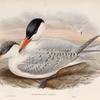 Hydroprogne caspia. Caspian Tern.