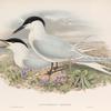 Actochelidon cantiaca. Sandwich Tern.